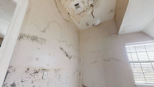 Best Emergency Mold Remediation  in Colbert, OK