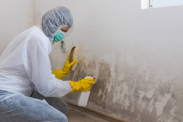 Best Commercial Mold Inspection  in Colbert, OK