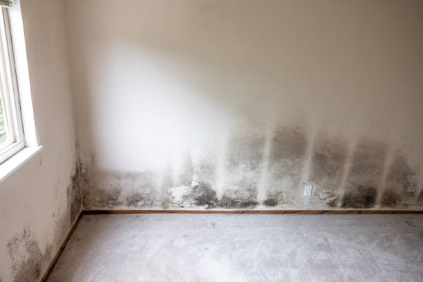 Best Mold Removal for HVAC Installations  in Colbert, OK